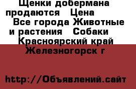 Щенки добермана  продаются › Цена ­ 45 000 - Все города Животные и растения » Собаки   . Красноярский край,Железногорск г.